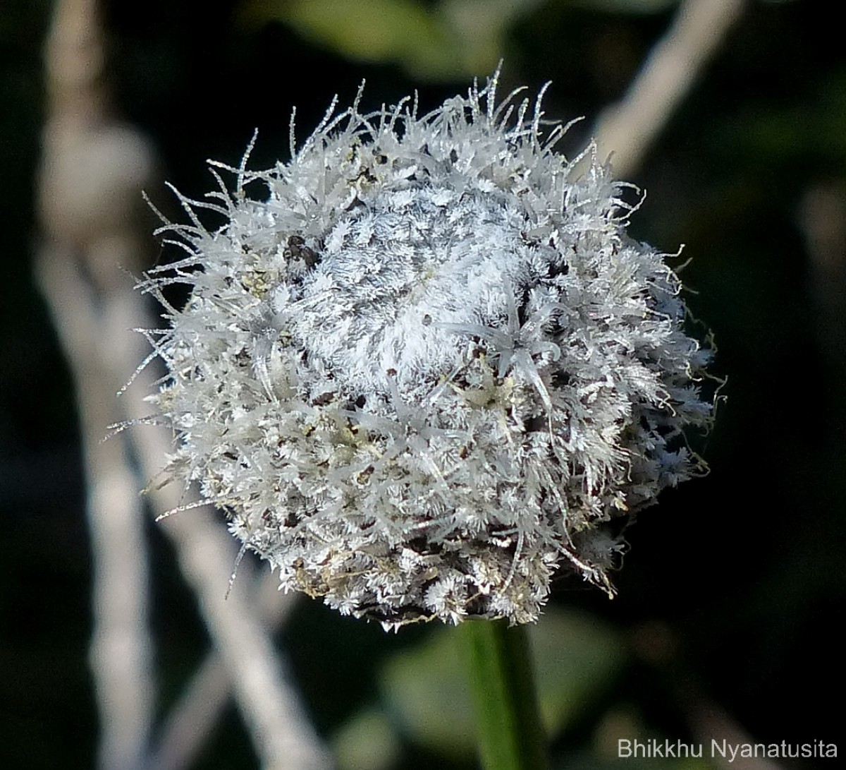Eriocaulon philippo-coburgii Szyszyl. ex Wawra